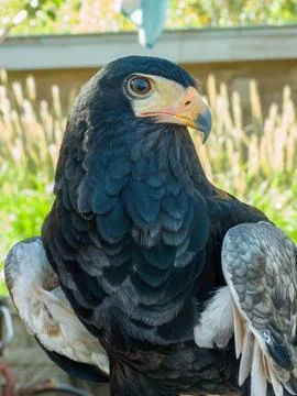 Falcon or Eagle Close-Up Portrait with Black Plumage and Orange Beak Stock Photos