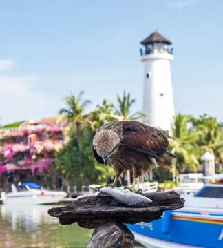 Falcon pecking fish in the background of the lighthouse Phuket, Thailand Stock Photos