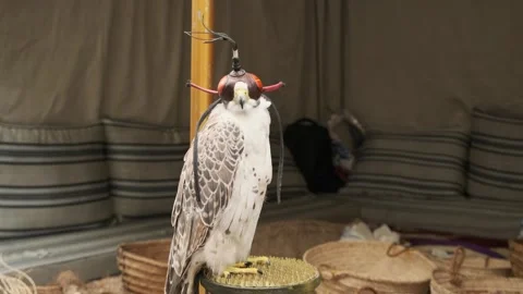 Falcon on perch stays alert under hood, its white chest and patterned wings.. Stock Footage 343665772