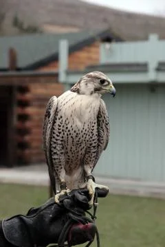 Falcon perched on gloved hand Stock Photos