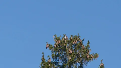 Falcon perched in a tree is harassed by a blue jay, 4k60p Stock Footage 128759059