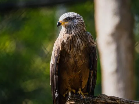 Falcon perched on a tree trunk Stock Photos