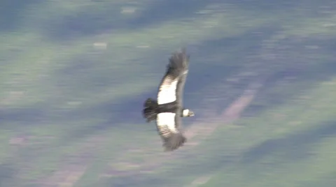 FALCON IN PERU Stock Footage 28001178