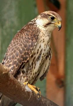 Falcon Foto stock