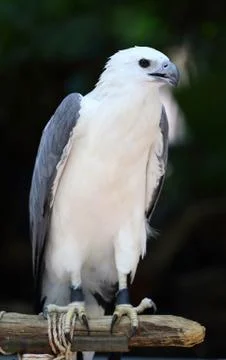 Falcon Stock Photos