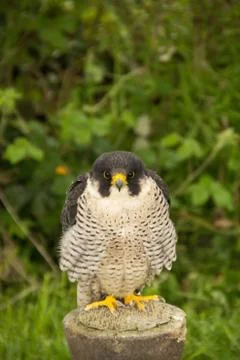 Falcon Stock Photos