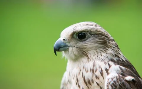 Falcon Stock Photos