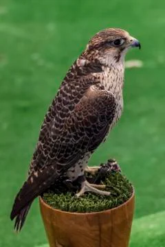 Falcon Foto stock
