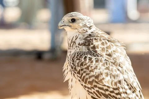 Falcon Fotos Stock
