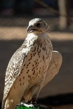 Falcon Fotos Stock
