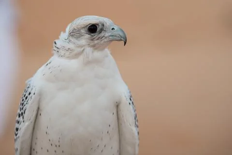 Falcon Fotos Stock