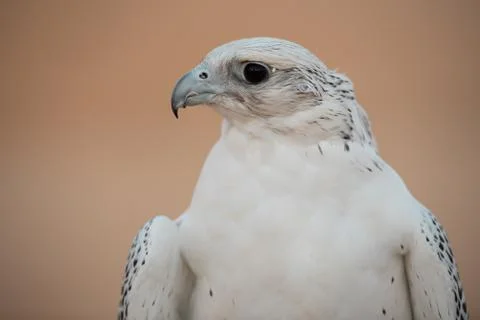 Falcon Fotos Stock