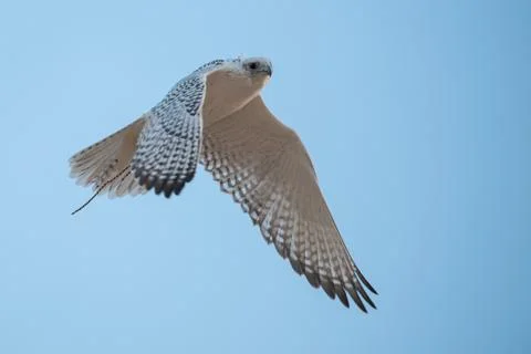 Falcon Fotos Stock