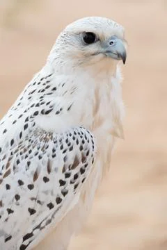 Falcon Fotos Stock