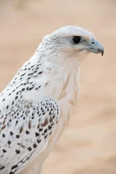 Falcon Fotos Stock