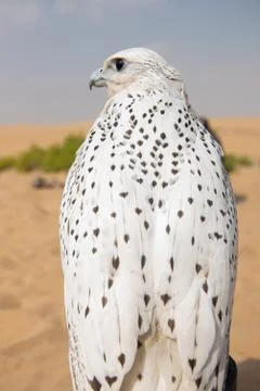 Falcon Fotos Stock