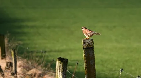 A falcon on a pole! Stock Photos