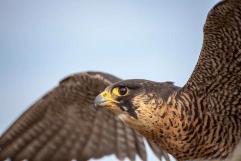Falcon prepares to fly to spread its wings Stock Photos