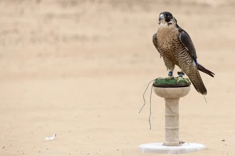 Falcon on the sand Stock Photos
