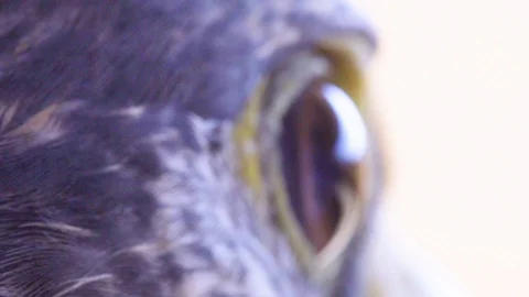A Falcon Sees Around Stock Footage 121253008