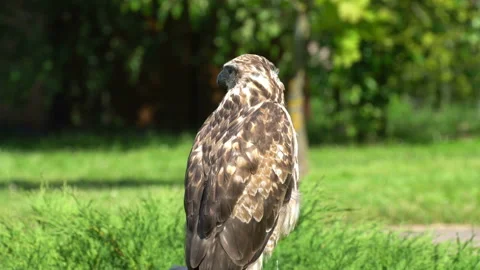 Falcon. Sits on a tree and carefully looks around him in search of prey. 動画素材 117763167