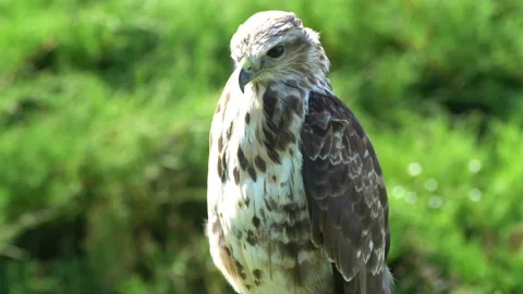 Falcon. Sits on a tree and carefully looks around him in search of prey. Stock-Footage 117763300