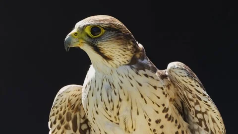A falcon sitting on a branch Stock Footage 274237704