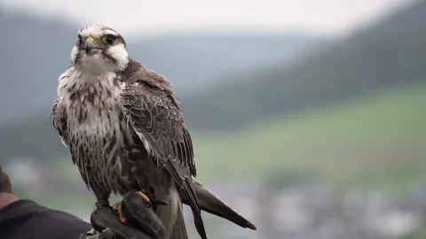 Falcon sitting on a hand of a falconer Close Up Video stock 158379877