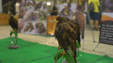 Falcon sitting on the perch in the mall 스톡 동영상 130383190