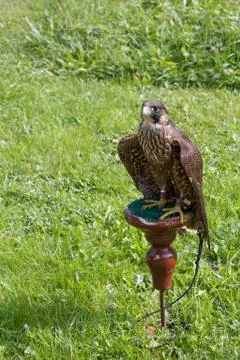 Falcon sitting on a perch Foto stock