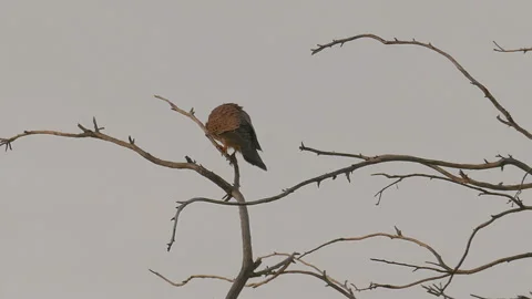 Falcon is sitting on tree Stock Footage 93382380