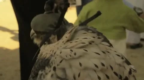 Falcon Small Video stock 10679445