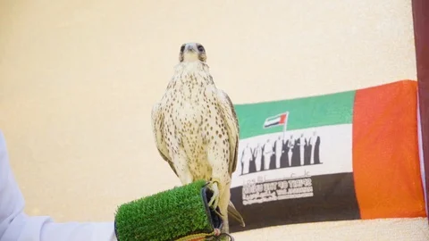 A falcon standing on the arm of a man in front of United Arab Emirates Flag. Stock Footage 107027229