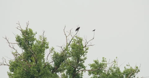 A falcon standing on top of a tree and attack hooded crow Stock Footage 262641982