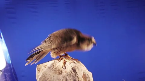 Falcon takes off  1 Video stock 50785950