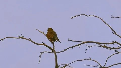 Falcon on tree at dusk Stock Footage 121380179