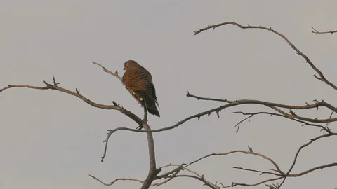 Falcon on tree Stock Footage 93863439