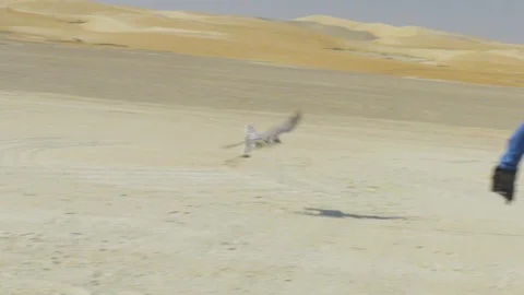 Falcon Tries to Catch Video stock 121228403