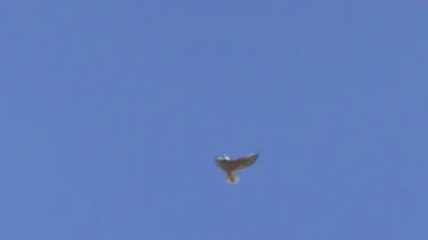 Falcon Turns On the Air Stock Footage 121228402