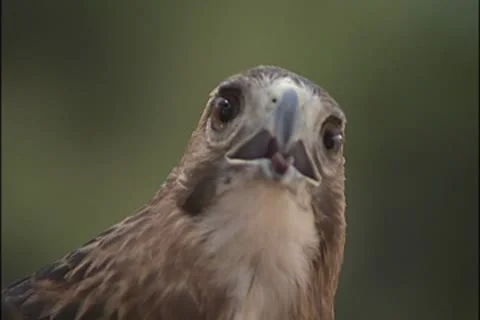 Falcon turns head Stock Footage 8931055