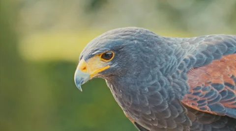 Falcon turns his head Stock Footage 68142890