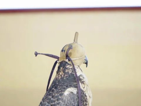 A Falcon wearing mask. Stock Footage 106897480