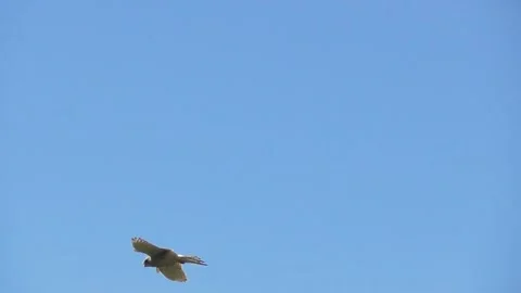 Falcon white hunting Stock Footage 335477966