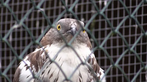 Falcon in a zoo in Germany Stock Footage 47812439