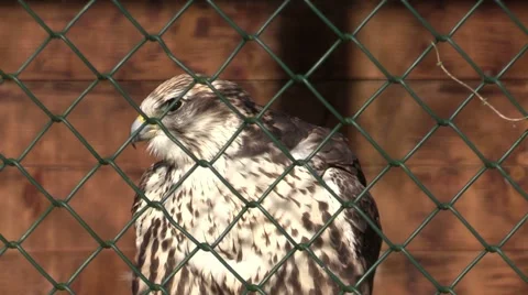 Falcon in a zoo in Germany Vídeo Stock 47818620