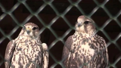 Falcon in a zoo in Germany Vídeo Stock 47835249