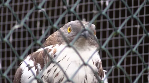 Falcon in a zoo in Germany Stock Footage 47835850