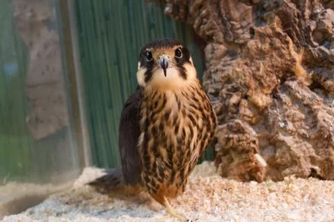 Falcon at the zoo Stock Photos
