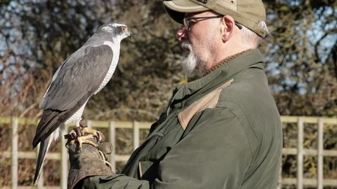 Falconer Holding Goshawk On Glove, Bird Of Pray In Profile Looking At Each Other Stock Footage 111381753