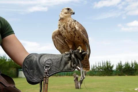 Falconer showing a falcon saker (Falco cherrug) Stock Photos